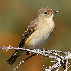 Red-breasted Flycatcher